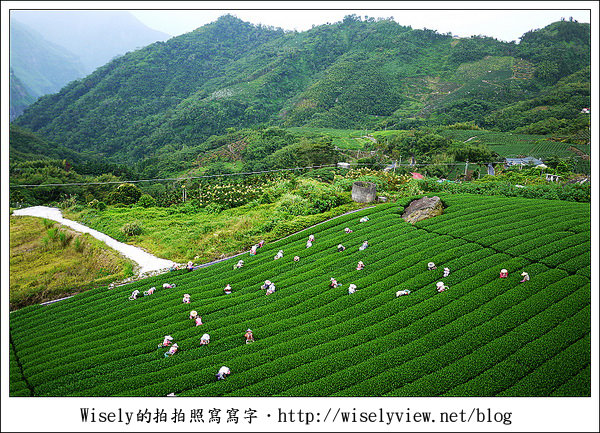 【遊玩】嘉義‧阿里山：茶裏王～離開繁忙的都會生活，來去山上找好茶