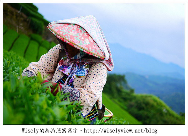【遊玩】嘉義‧阿里山：茶裏王～離開繁忙的都會生活，來去山上找好茶