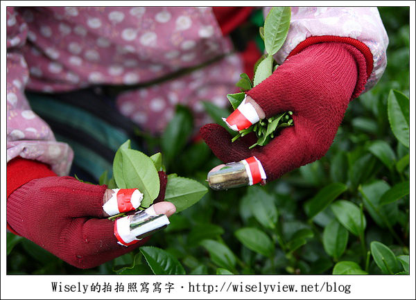 【遊玩】嘉義‧阿里山：茶裏王～離開繁忙的都會生活，來去山上找好茶