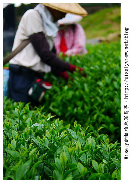【遊玩】嘉義‧阿里山：茶裏王～離開繁忙的都會生活，來去山上找好茶