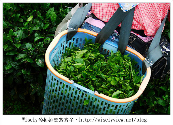 【遊玩】嘉義‧阿里山：茶裏王～離開繁忙的都會生活，來去山上找好茶
