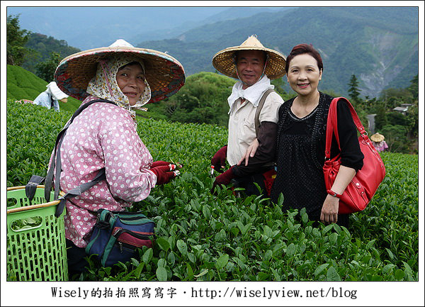 【遊玩】嘉義‧阿里山：茶裏王～離開繁忙的都會生活，來去山上找好茶