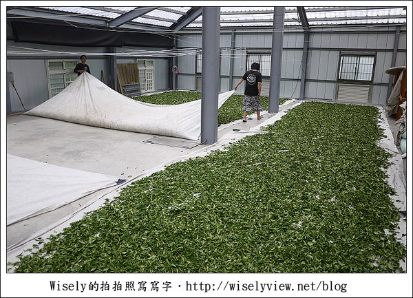 【遊玩】嘉義‧阿里山：茶裏王～離開繁忙的都會生活，來去山上找好茶