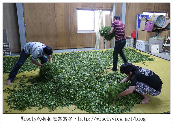 【遊玩】嘉義‧阿里山：茶裏王～離開繁忙的都會生活，來去山上找好茶