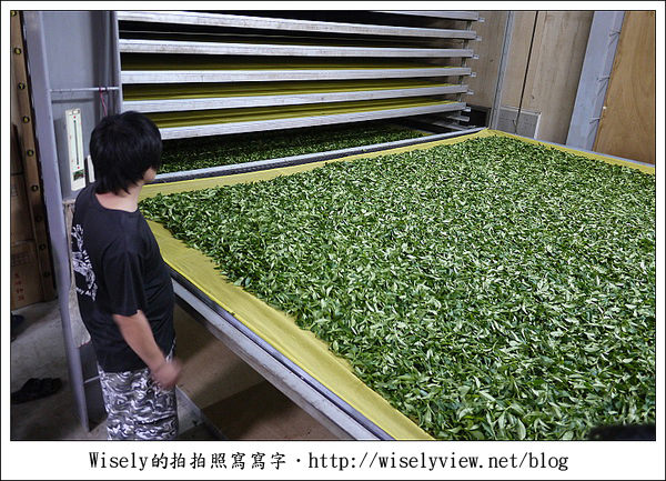 【遊玩】嘉義‧阿里山：茶裏王～離開繁忙的都會生活，來去山上找好茶