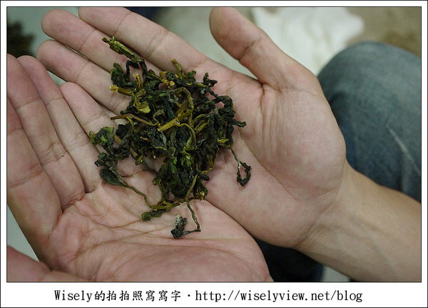 【遊玩】嘉義‧阿里山：茶裏王～離開繁忙的都會生活，來去山上找好茶