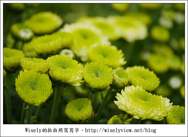 【遊玩】2011台北士林官邸菊展：菊與詩的對話(11/19~12/4)～交通相關介紹