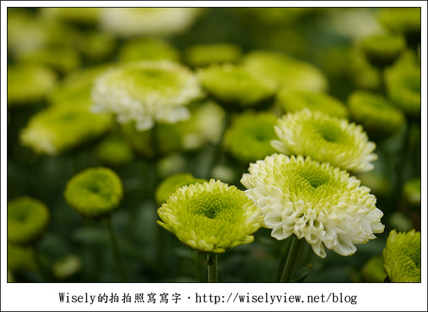 【遊玩】2011台北士林官邸菊展：菊與詩的對話(11/19~12/4)～交通相關介紹