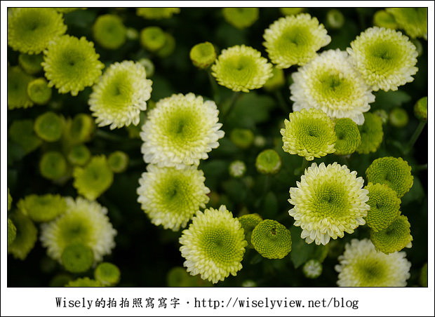 【遊玩】2011台北士林官邸菊展：菊與詩的對話(11/19~12/4)～交通相關介紹