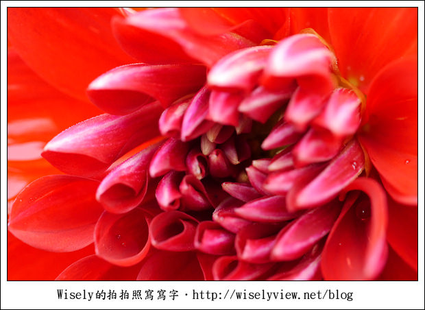 【遊玩】2011台北士林官邸菊展：菊與詩的對話(11/19~12/4)～交通相關介紹