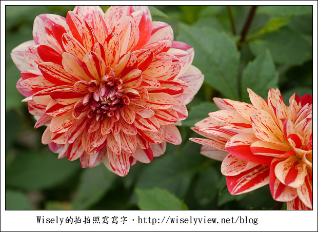 【遊玩】2011台北士林官邸菊展：菊與詩的對話(11/19~12/4)～交通相關介紹