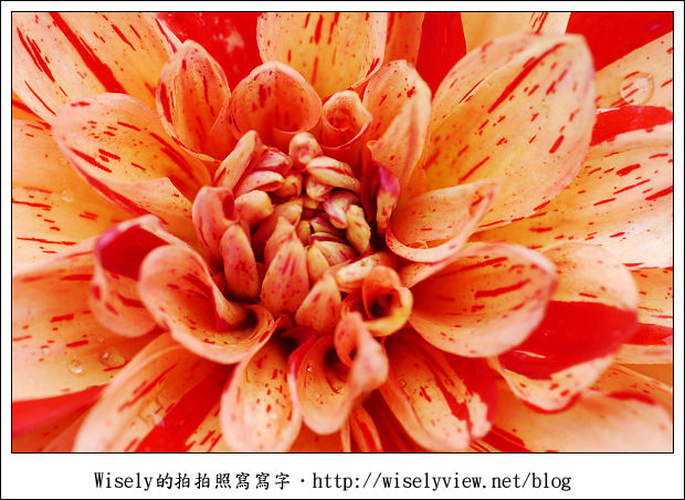 【遊玩】2011台北士林官邸菊展：菊與詩的對話(11/19~12/4)～交通相關介紹