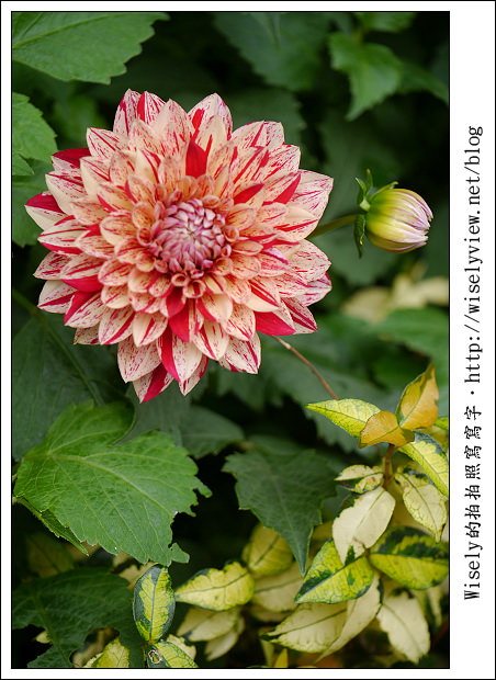 【遊玩】2011台北士林官邸菊展：菊與詩的對話(11/19~12/4)～交通相關介紹