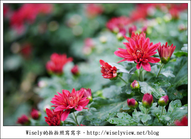 【遊玩】2011台北士林官邸菊展：菊與詩的對話(11/19~12/4)～交通相關介紹