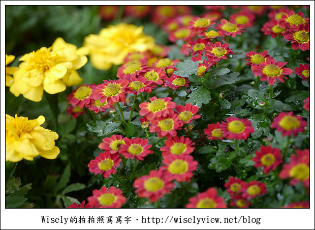 【遊玩】2011台北士林官邸菊展：菊與詩的對話(11/19~12/4)～交通相關介紹