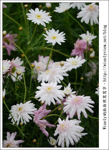 【遊玩】2011台北士林官邸菊展：菊與詩的對話(11/19~12/4)～交通相關介紹