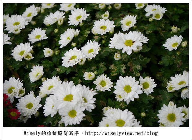 【遊玩】2011台北士林官邸菊展：菊與詩的對話(11/19~12/4)～交通相關介紹