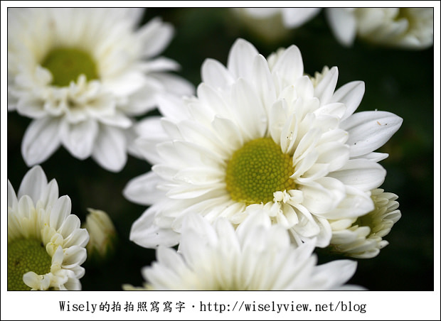 【遊玩】2011台北士林官邸菊展：菊與詩的對話(11/19~12/4)～交通相關介紹