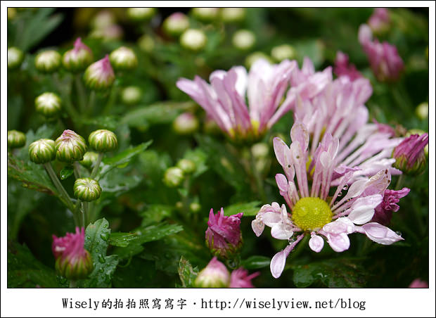 【遊玩】2011台北士林官邸菊展：菊與詩的對話(11/19~12/4)～交通相關介紹