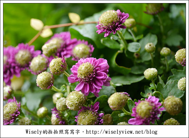 【遊玩】2011台北士林官邸菊展：菊與詩的對話(11/19~12/4)～交通相關介紹