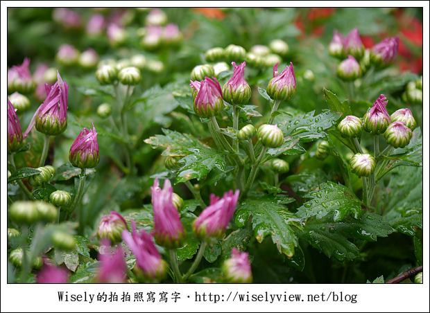 【遊玩】2011台北士林官邸菊展：菊與詩的對話(11/19~12/4)～交通相關介紹