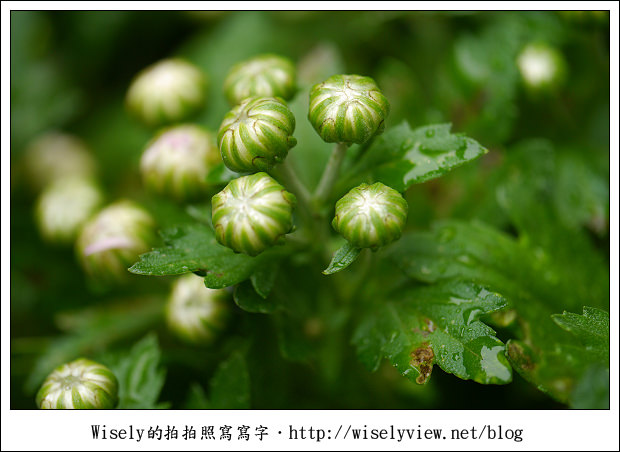 【遊玩】2011台北士林官邸菊展：菊與詩的對話(11/19~12/4)～交通相關介紹