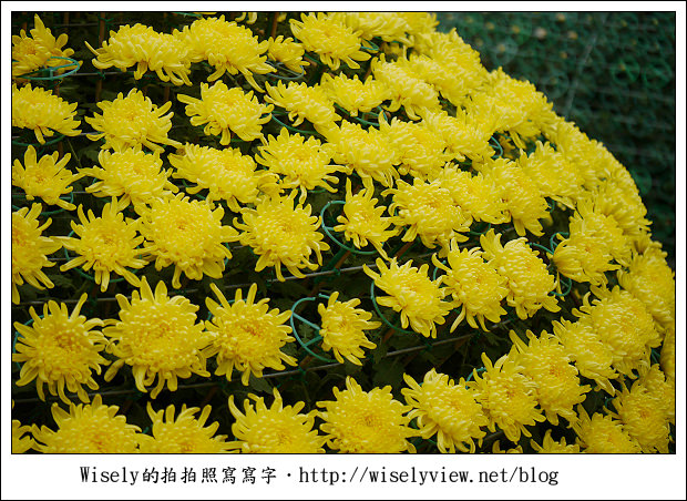 【遊玩】2011台北士林官邸菊展：菊與詩的對話(11/19~12/4)～交通相關介紹