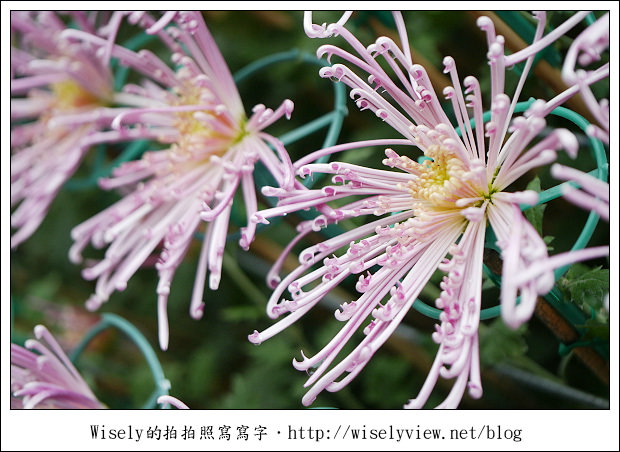 【遊玩】2011台北士林官邸菊展：菊與詩的對話(11/19~12/4)～交通相關介紹