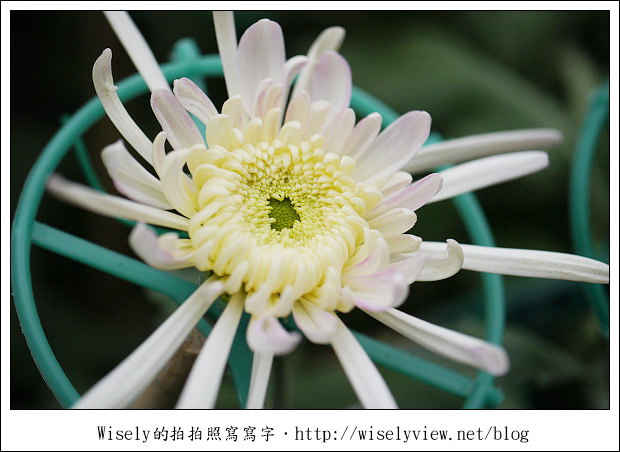 【遊玩】2011台北士林官邸菊展：菊與詩的對話(11/19~12/4)～交通相關介紹