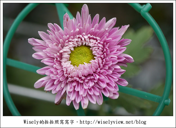 【遊玩】2011台北士林官邸菊展：菊與詩的對話(11/19~12/4)～交通相關介紹