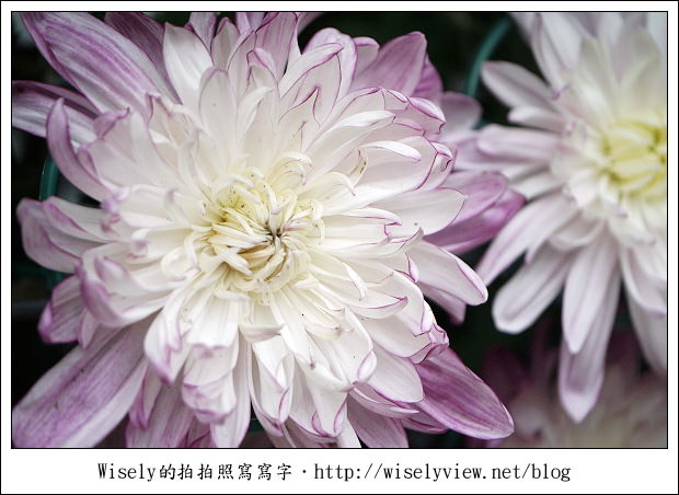 【遊玩】2011台北士林官邸菊展：菊與詩的對話(11/19~12/4)～交通相關介紹