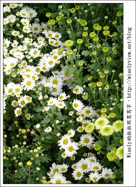 【遊玩】2011台北士林官邸菊展：菊與詩的對話(11/19~12/4)～交通相關介紹