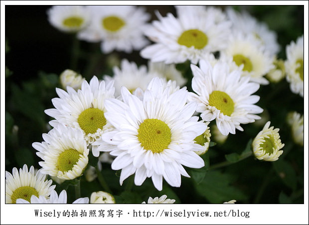 【遊玩】2011台北士林官邸菊展：菊與詩的對話(11/19~12/4)～交通相關介紹