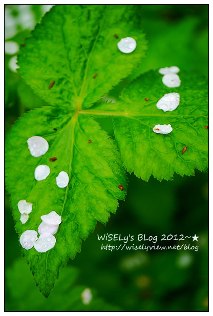 【隨拍】Panasonic Lumix GX1：南投縣信義鄉烏松崙～踏雪尋梅＠石家梅園，交通景點及拍攝心得分享(圖多分頁)