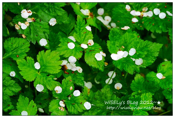 【隨拍】Panasonic Lumix GX1：南投縣信義鄉烏松崙～踏雪尋梅＠石家梅園，交通景點及拍攝心得分享(圖多分頁)