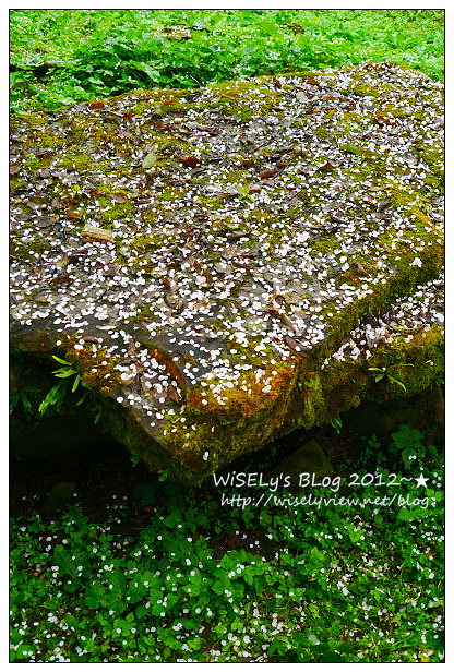 【隨拍】Panasonic Lumix GX1：南投縣信義鄉烏松崙～踏雪尋梅＠石家梅園，交通景點及拍攝心得分享(圖多分頁)