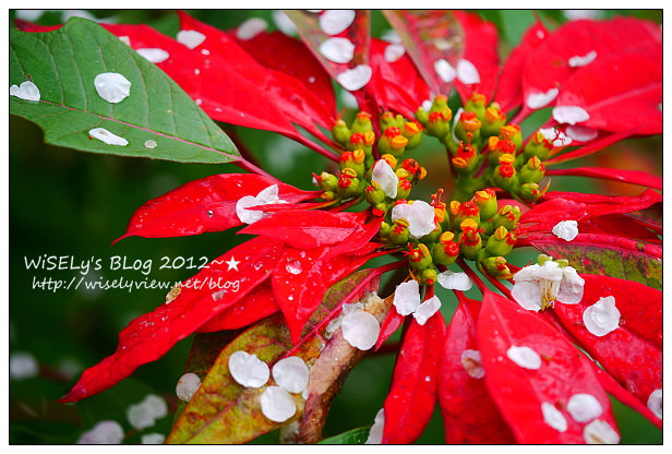 【隨拍】Panasonic Lumix GX1：南投縣信義鄉烏松崙～踏雪尋梅＠石家梅園，交通景點及拍攝心得分享(圖多分頁)