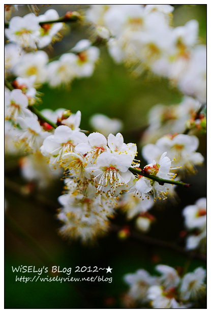 【隨拍】Panasonic Lumix GX1：南投縣信義鄉烏松崙～踏雪尋梅＠石家梅園，交通景點及拍攝心得分享(圖多分頁)