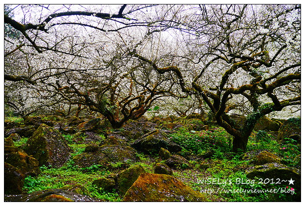 【隨拍】Panasonic Lumix GX1：南投縣信義鄉烏松崙～踏雪尋梅＠石家梅園，交通景點及拍攝心得分享(圖多分頁)