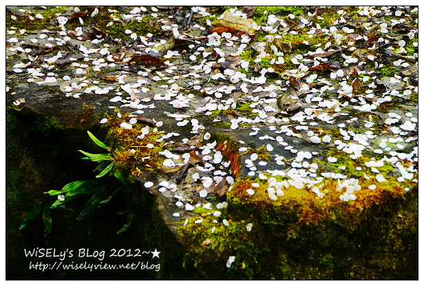 【隨拍】Panasonic Lumix GX1：南投縣信義鄉烏松崙～踏雪尋梅＠石家梅園，交通景點及拍攝心得分享(圖多分頁)