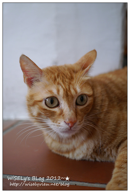 【隨拍】Panasonic Lumix GX1：桃園縣．復興鄉~我在7號公路遇見貓，牠的名字叫布丁(圖多分頁有貓寫真)