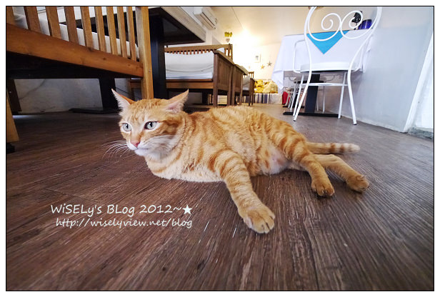 【隨拍】Panasonic Lumix GX1：桃園縣．復興鄉~我在7號公路遇見貓，牠的名字叫布丁(圖多分頁有貓寫真)