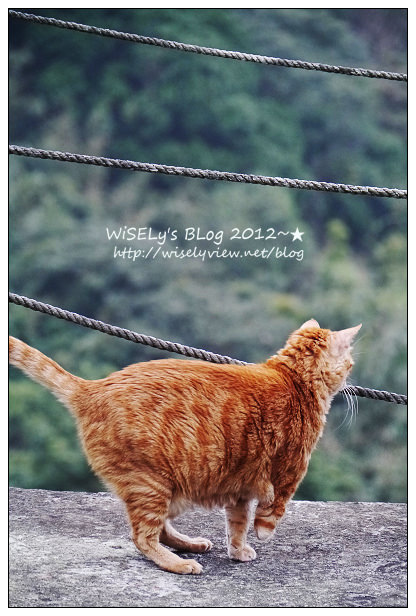 【隨拍】Panasonic Lumix GX1：桃園縣．復興鄉~我在7號公路遇見貓，牠的名字叫布丁(圖多分頁有貓寫真)