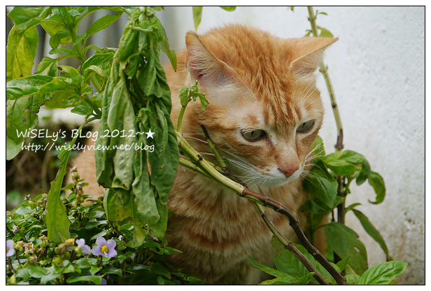 【隨拍】Panasonic Lumix GX1：桃園縣．復興鄉~我在7號公路遇見貓，牠的名字叫布丁(圖多分頁有貓寫真)