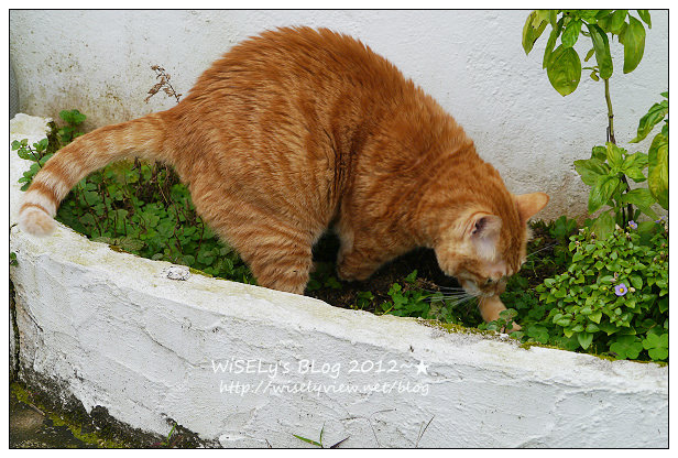 【隨拍】Panasonic Lumix GX1：桃園縣．復興鄉~我在7號公路遇見貓，牠的名字叫布丁(圖多分頁有貓寫真)