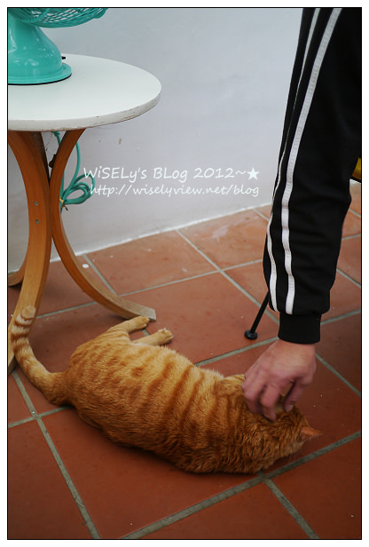 【隨拍】Panasonic Lumix GX1：桃園縣．復興鄉~我在7號公路遇見貓，牠的名字叫布丁(圖多分頁有貓寫真)