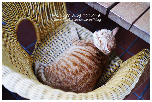 【隨拍】Panasonic Lumix GX1：桃園縣．復興鄉~我在7號公路遇見貓，牠的名字叫布丁(圖多分頁有貓寫真)