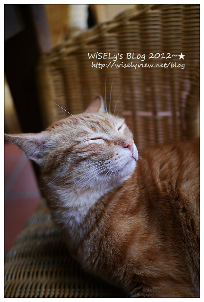 【隨拍】Panasonic Lumix GX1：桃園縣．復興鄉~我在7號公路遇見貓，牠的名字叫布丁(圖多分頁有貓寫真)