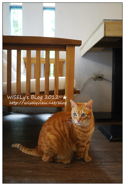 【隨拍】Panasonic Lumix GX1：桃園縣．復興鄉~我在7號公路遇見貓，牠的名字叫布丁(圖多分頁有貓寫真)