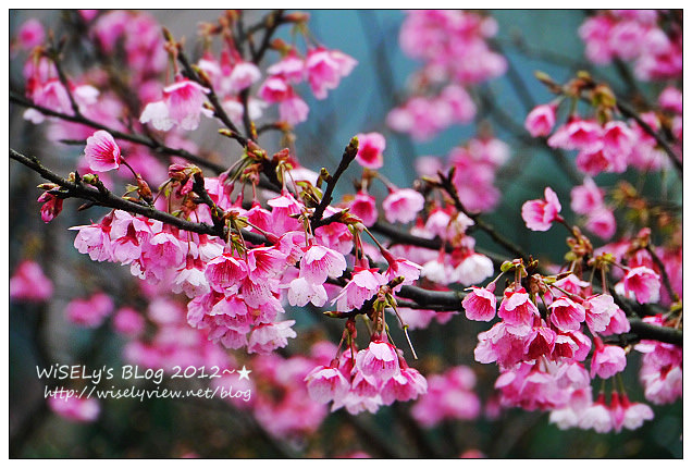 【隨拍】Panasonic Lumix GX1：2012寒櫻隨拍＠烏來花園新城、陽明山菁山路一帶、仰德大道花卉試驗中心，再過幾天花會開的更漂亮 (拍攝櫻花小技巧心得分享) @WISELY's 拍拍照寫寫字